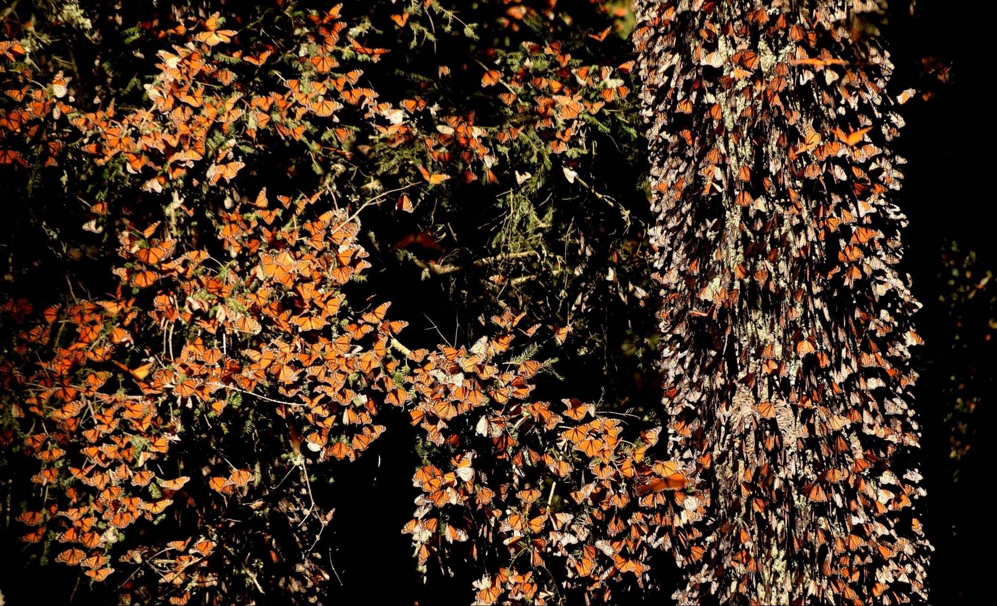 Monarch Butterfly colony